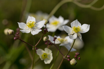 Ranunculus platanifolius (large white buttercup) is a species of perennial herb of the Ranunculaceae family. Ranunculus platanifolius is a unique plant of the Carpathian highlands.