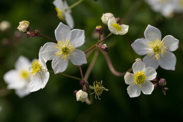 Fototapeta premium Ranunculus platanifolius (large white buttercup) is a species of perennial herb of the Ranunculaceae family. Ranunculus platanifolius is a unique plant of the Carpathian highlands.