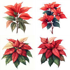 Vibrant poinsettia plants with red and green leaves, ideal for festive Christmas-themed designs, holiday cards, and decorative seasonal art.