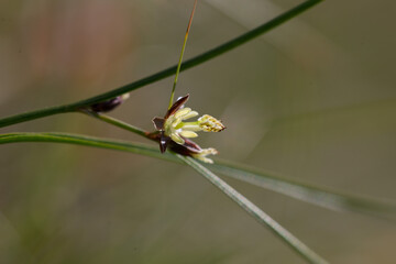 Juncus trifidus - is a flowering plant in the Juncaceae family. Juncus trifidus is a unique plant of the Carpathian highlands.