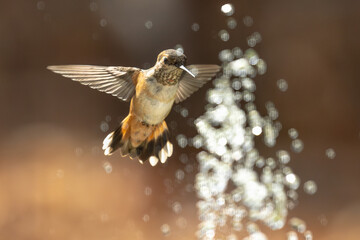 Rufous Hummingbird Enjoying the Water Fountain.