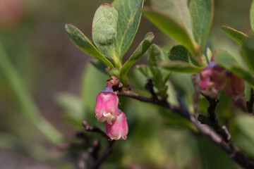 Vaccinium uliginosum (bog bilberry, bog blueberry, northern bilberry or western blueberry) is a flowering plant in the heath family Ericaceae. Vaccinium uliginosum subsp. microphyllum.