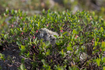 Vaccinium uliginosum (bog bilberry, bog blueberry, northern bilberry or western blueberry) is a...