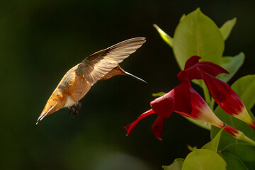 Rufous Hummingbird Enjoying the Red Mandevilla.