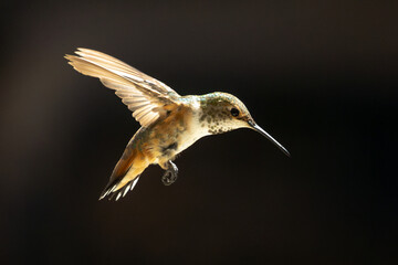 Rufous Hummingbird Enjoying the Water Fountain.