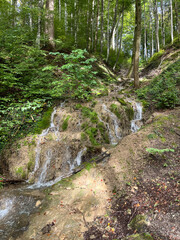 Little river flowing through a forest