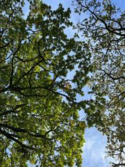 Trees seen from underneath