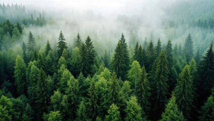 Aerial view of lush green forest covered in fog