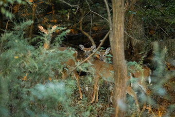 A trio of white-tailed deer, possibly a mother with her young buck and doe, stand camouflaged in the woods of New Jersey.
