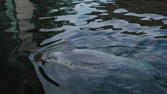 Grey Seal Swimming In Sanctuary. Beautiful footage Sea lion fish swimming in water. Protection of endangered marine species in Poland on Hel Peninsula