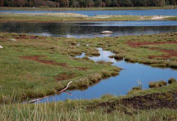 reeds on the river