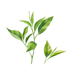 Green tea leaves illustration, isolated on white background.