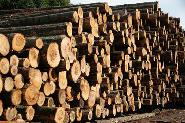 stack of wood