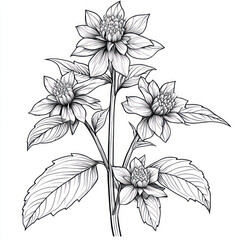 A Beebalm, black and white handdrawn sketch, isolated on solid white background