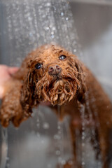 Dog hygiene and grooming. Groomer is teaching workshop on proper ways of dog bathing. Cute maltipoo is standing under light water flow from shower.