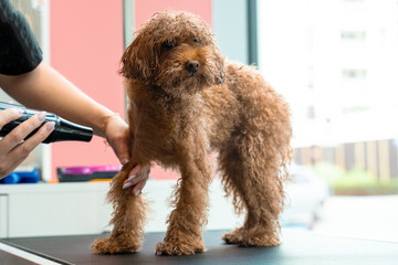 Groomer is drying dog hair of little maltipoo after washing in salon. Using powerful dog fur dryer for professional pet grooming.