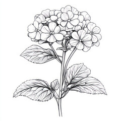 A Candytuft, line pattern, black and white artwork style. Coloring book, zoom out, isolated on solid white background