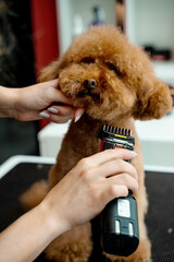 Keeping dog hair from tangling by trimming extra fur. Professional grooming service for little...