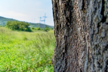 Tree bark texture with landscape background