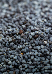 poppy seeds close up , texture . Vertical Macro photo.