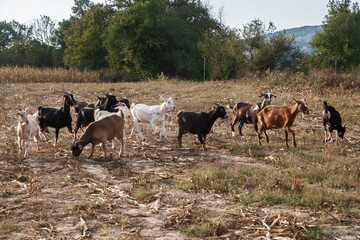 Herd of goats grazing in autumn field at sunset