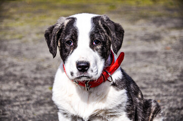 black and white dog