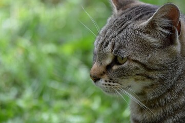 Obraz premium portrait of a gray cat
