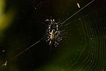 This beautiful spotted orb weaver was sitting in the center of the web when the picture was taken. The black and yellow colors of this arachnid sticking out from the glistening strands of line.