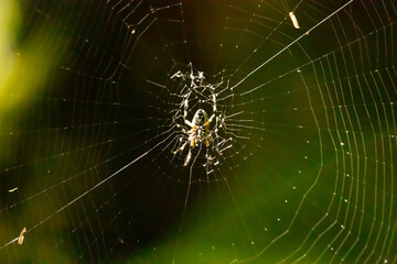 This beautiful spotted orb weaver was sitting in the center of the web when the picture was taken. The black and yellow colors of this arachnid sticking out from the glistening strands of line.