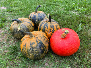 harvest of colorful organic pumpkins close up on green grass
