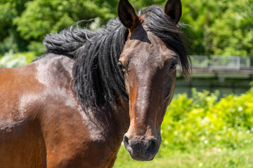 Fototapeta premium A brown horse with a flowing mane stands proudly in a verdant pasture, basking in the sunlight on a warm summer day
