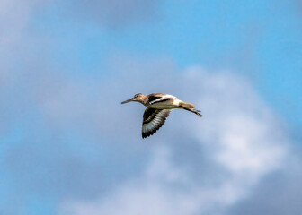 Willet in flight over Galveston Island State Park