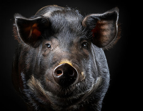 Retrato frontal de cerdo negro iberico