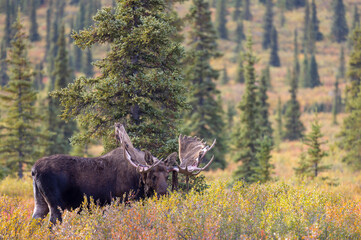 Bull Alaska Yukon Moose in Denali National Park Alaska in Autumn