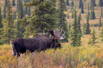 Bull Alaska Yukon Moose in Denali National Park Alaska in Autumn