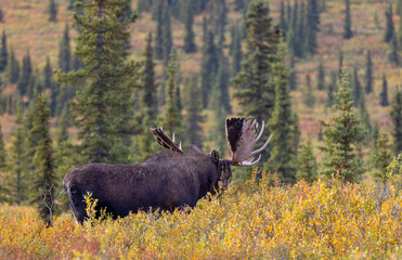 Bull Alaska Yukon Moose in Denali National Park Alaska in Autumn