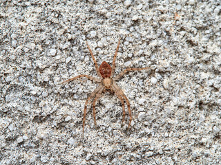 Spider genus Philodromuson a wall. It is a type of crab spider 