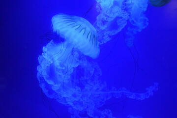 White jellyfish swimming in aquarium