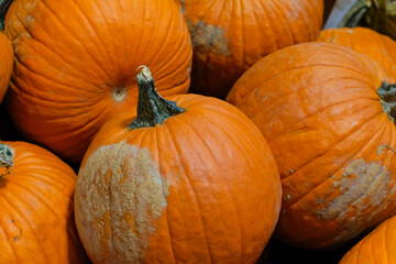  pile of orange pumpkins, perfect for the fall season, natural beauty of the harvest. The pumpkins are ready for autumn celebrations, Halloween, or seasonal decor and recipes.