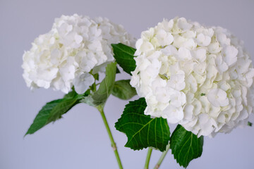  beautiful arrangement of white hydrangea blooms with lush green leaves. fresh and elegant touch to any indoor decor or garden setting.
