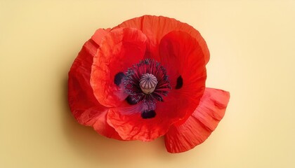 Close-up of a Vibrant Red Poppy Bloom Against Soft Yellow Background, Highlighting Delicate Petals and Intricate Central Stamen