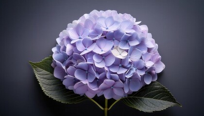 Elegant Cluster of Light Purple and Lilac Hydrangea Flowers Against a Dark Background with a Single Green Leaf