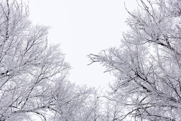 frozen tree branches covered with hoarfrost at overcast winter day