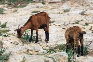 Le Caprette sul Mirador del Colomer a Maiorca in Spagna