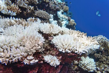 Coral bleaching of Acropora hard corals  - process when corals become white. Global warming impact.