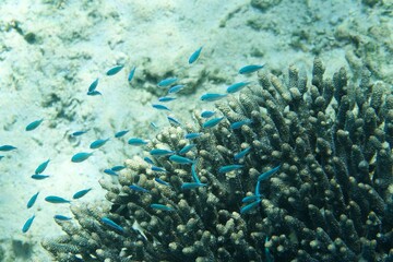 Underwater picture of a large group of blue fishes hiding between the corals in the coral coast of Australia. Snorkeling. Beautiful marine life of Ningaloo reed, located in Exmouth, Western Australia