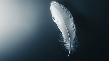 Isolated white feather on a dark gray background