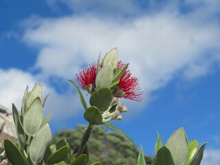 flower of New Zealand Christmas tree