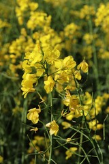 field of yellow oilseed rape