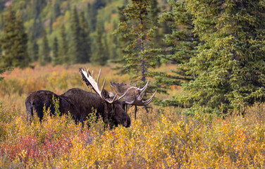 Bull Alaska Yukon Moose in Denali National Park Alaska in Autumn